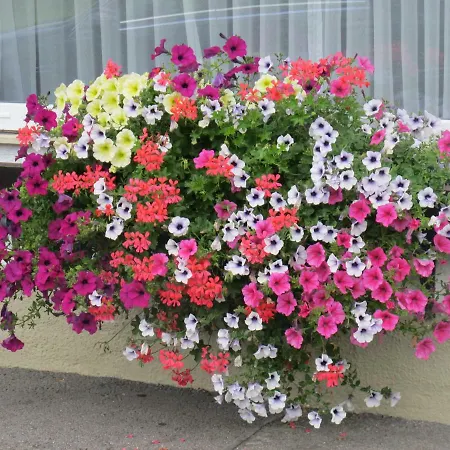 Apartament Gaestehaus Marlies *