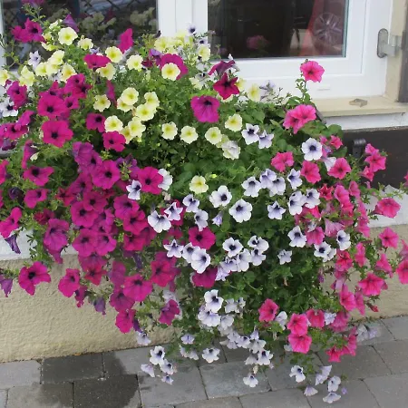 Gaestehaus Marlies Apartament Hirschegg (Vorarlberg)